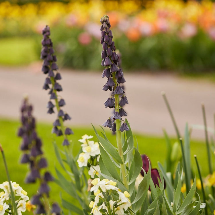 The blue-black flower of Fritillaria liliaceae Persica.