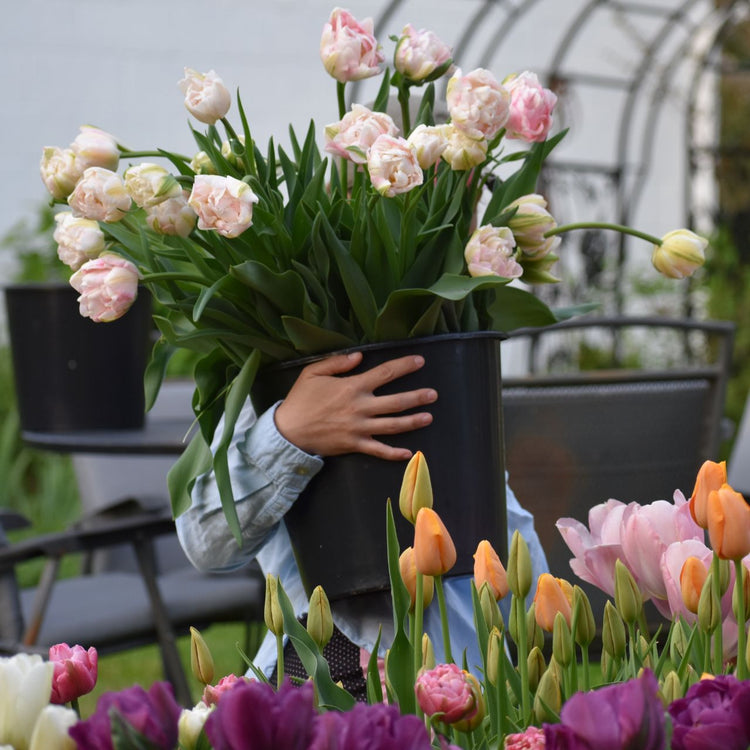 Tulip Double Late Finola