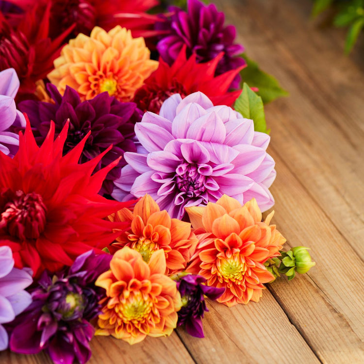 Dahlia Assorted Mulberry Mango Collection