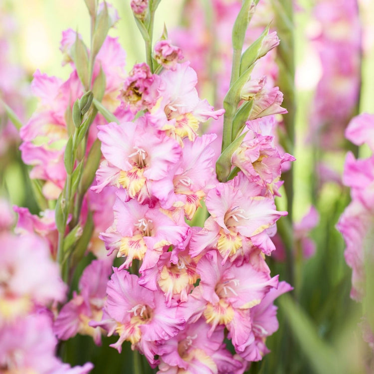 Gladiolus Happy Disco