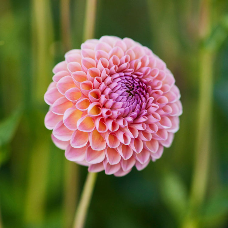 Side view of dahlia Jowey Winnie, showing the flower's dusky pink petals with hints of peach and mango.