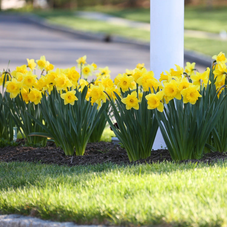 A mass planting of bright yellow Dutch Master daffodils blooming in a spring garden.