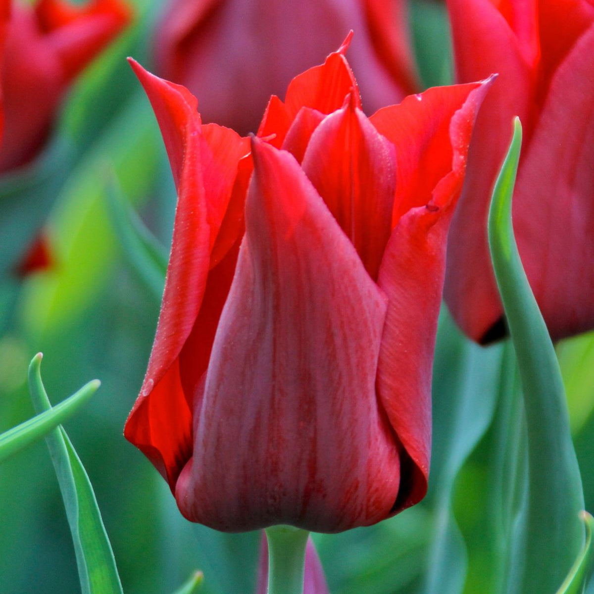 lily flower vs tulip Tulip Lily Flowering Red Street - 10 bulbs
