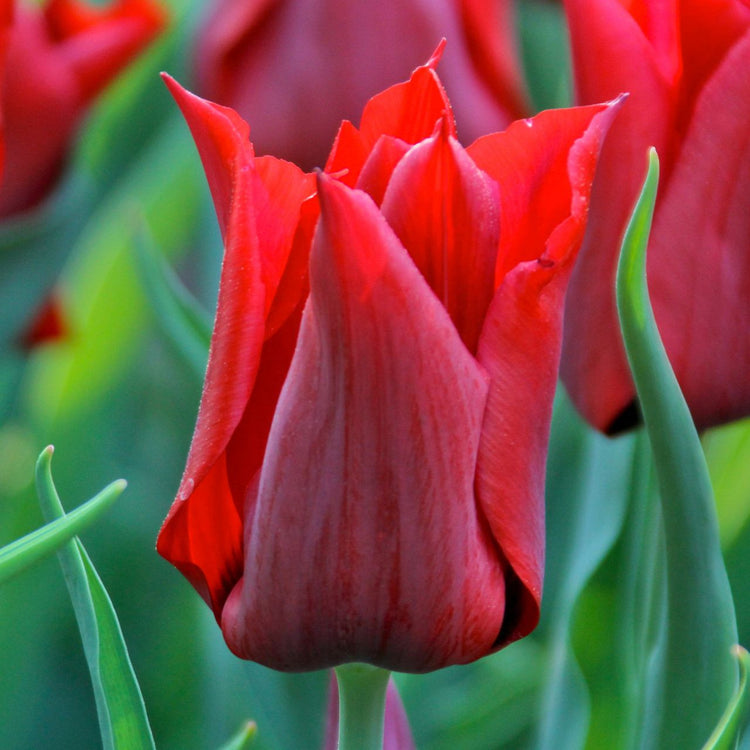 Tulip Lily Flowering Red Street