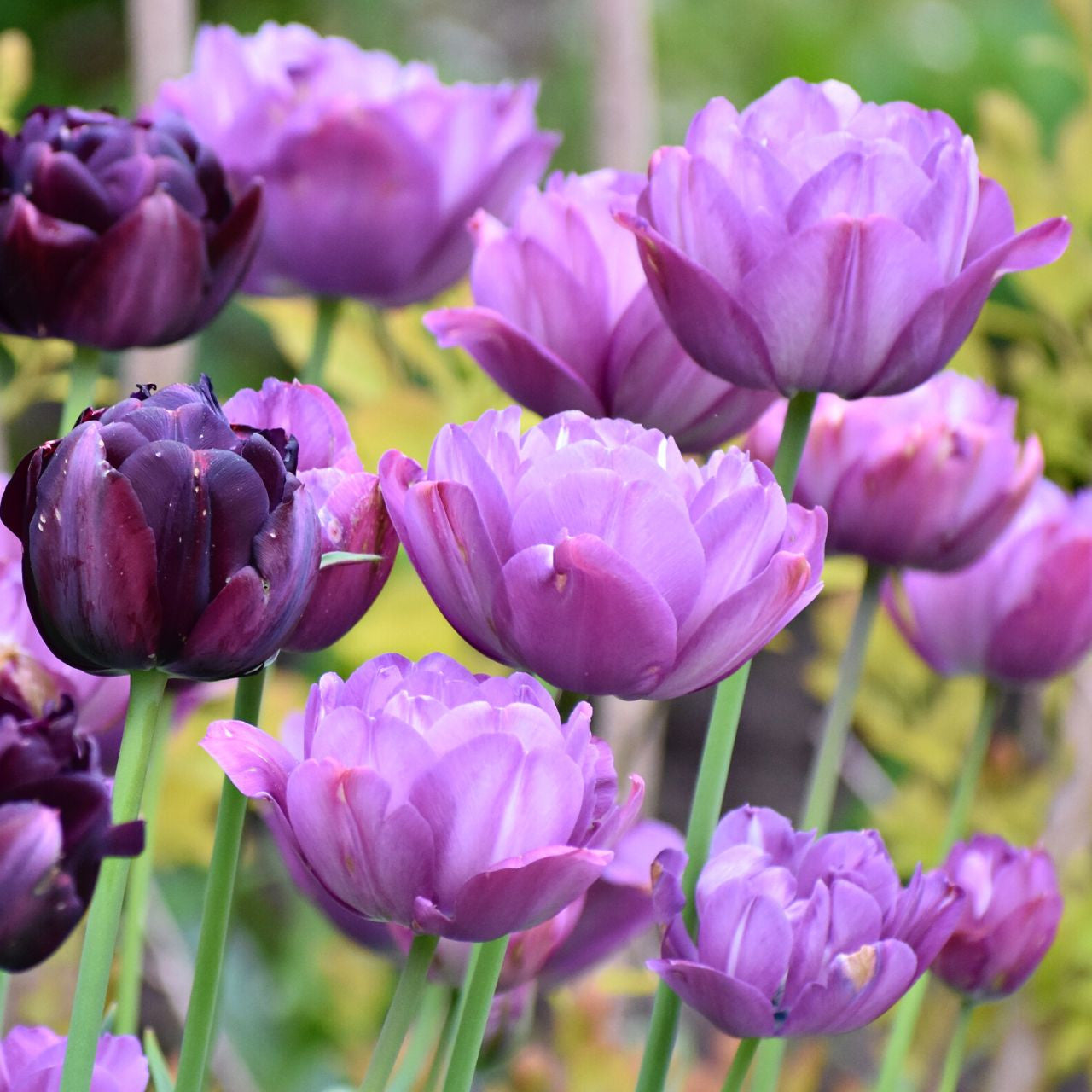 TULIP / GARDEN〈限定盤CD２枚組〉【デジタル・リマスタリング】 Tulip Double Late Blue Spectacle - 10 bulbs - Longfield Gardens