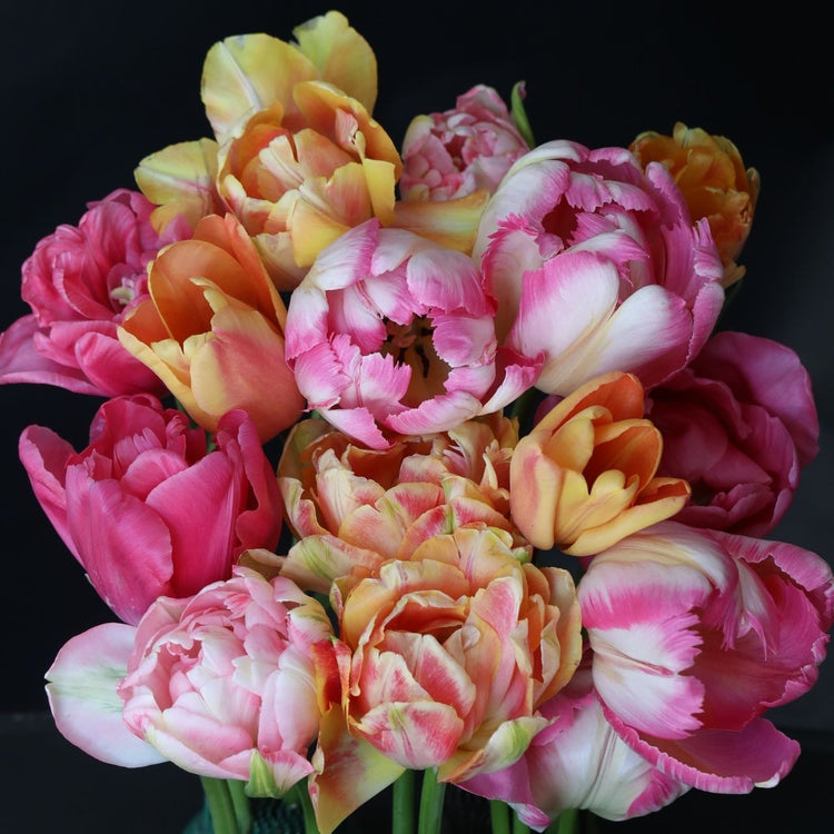 Five single and double tulips in shades of pink and peach, including the varieties Silver Parrot, Charming Beauty, Apricot Foxx, Finola and Vogue.