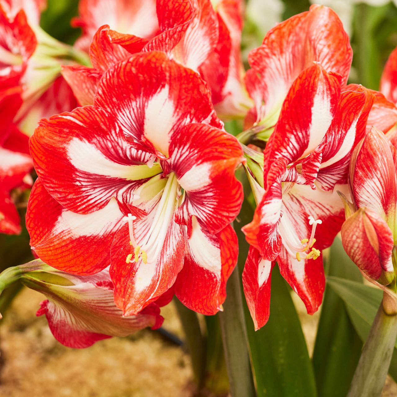 Amaryllis Single Pierrot - 1 bulb - Longfield Gardens