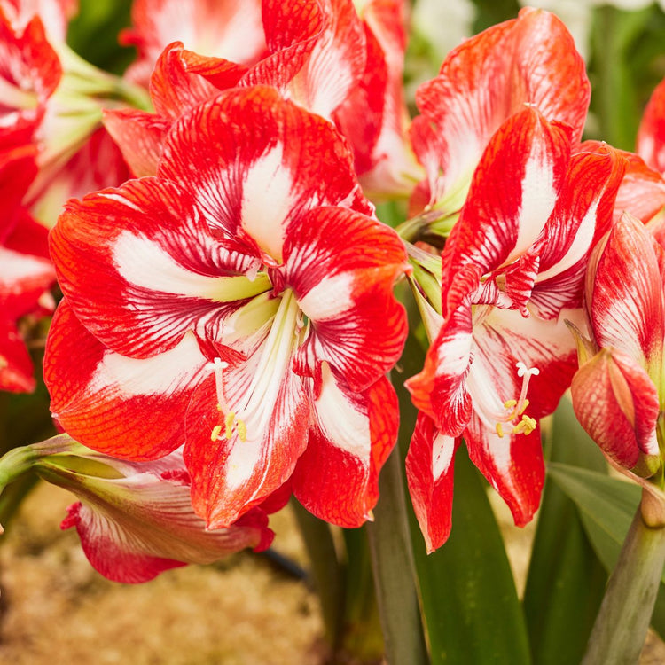 Amaryllis Single Pierrot