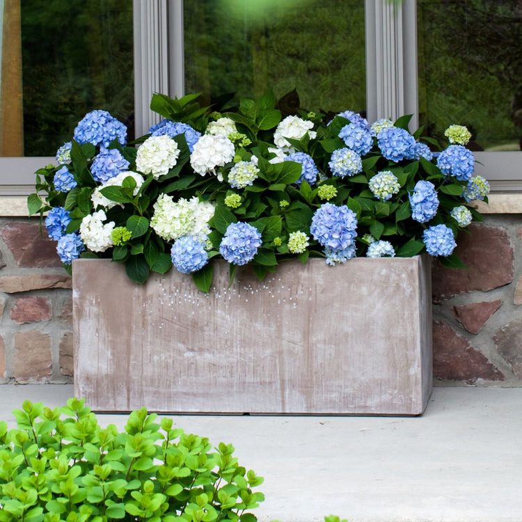 Hydrangea macrophylla Endless Summer growing in a large patio container, displaying a mix of white and blue flowers.