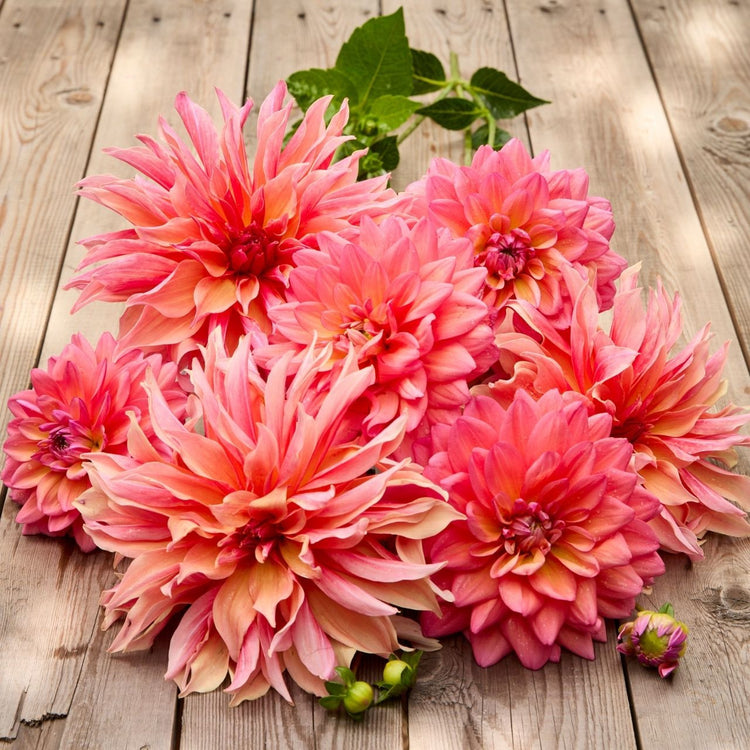 Dahlia Decorative Labyrinth & Great Silence