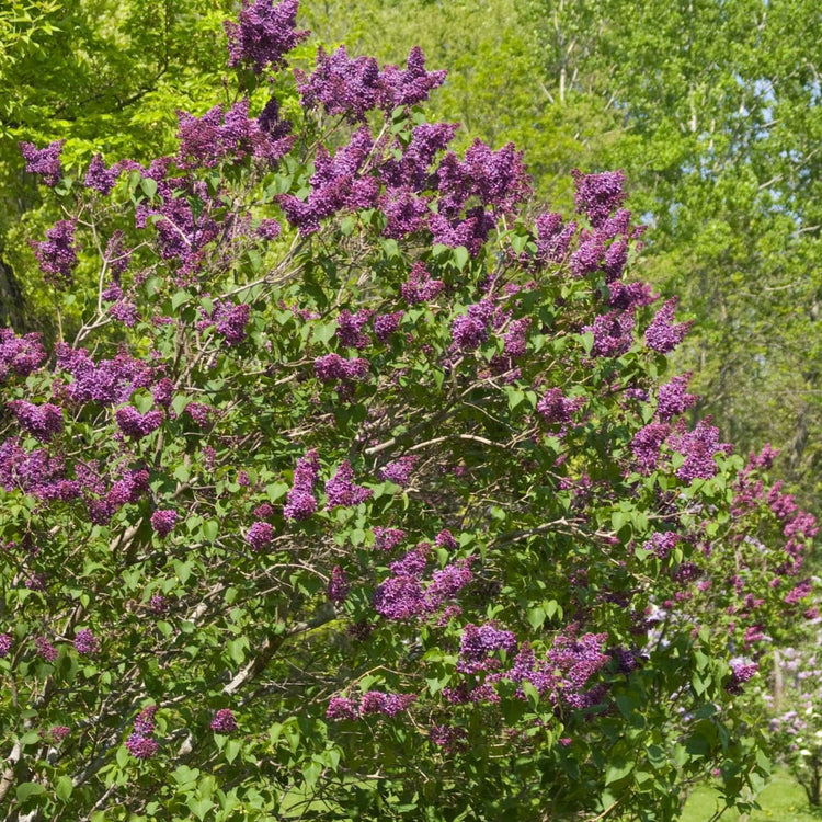 Syringa vulgaris Yankee Doodle blooming in a spring landscape.