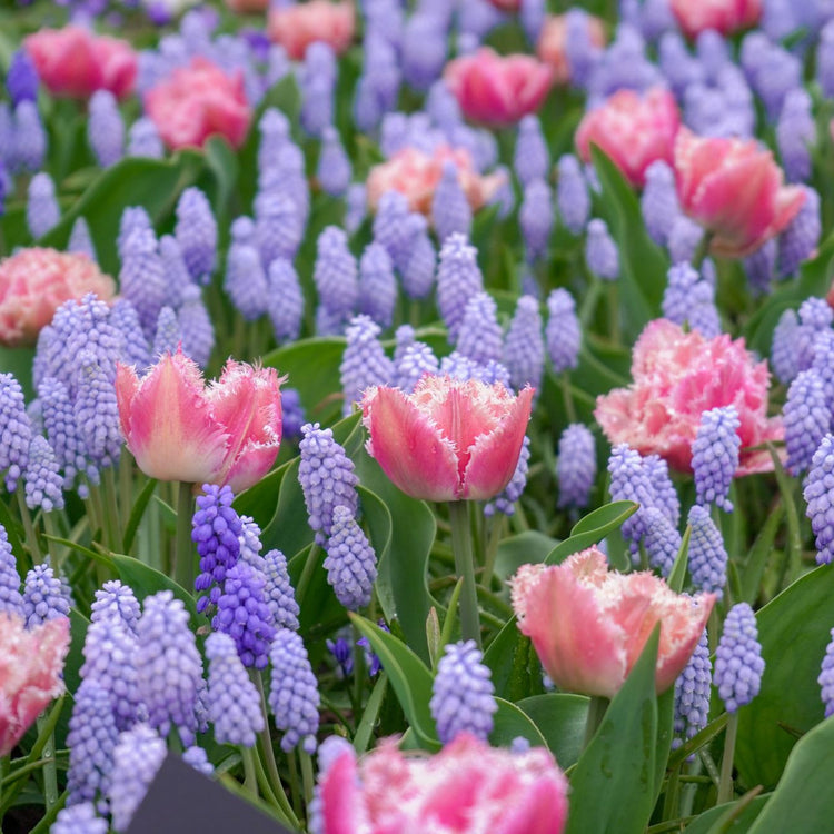 Muscari Valerie Finnis & Tulip Queensland