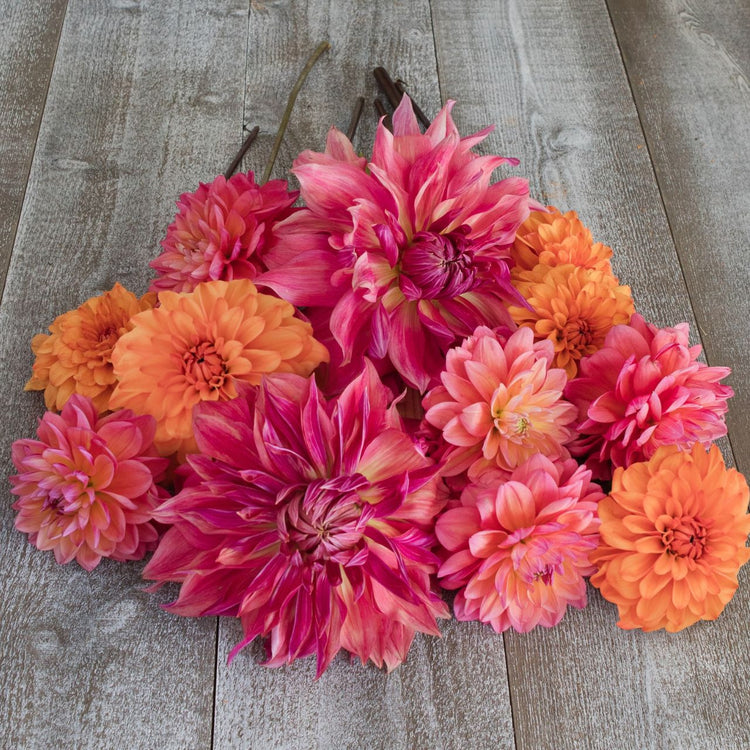 Dahlia Assorted Honey Rose Collection