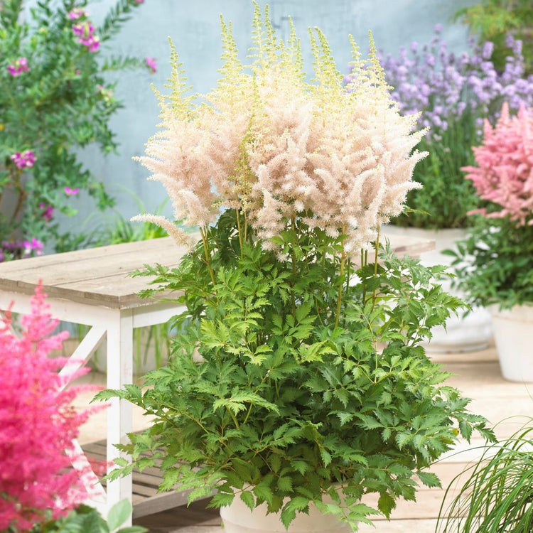 Astilbe Chinensis Milk and Honey