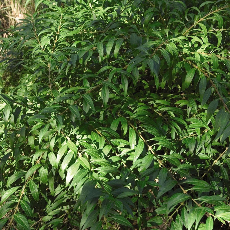 The summer foliage of Forsythia Gold Tide.