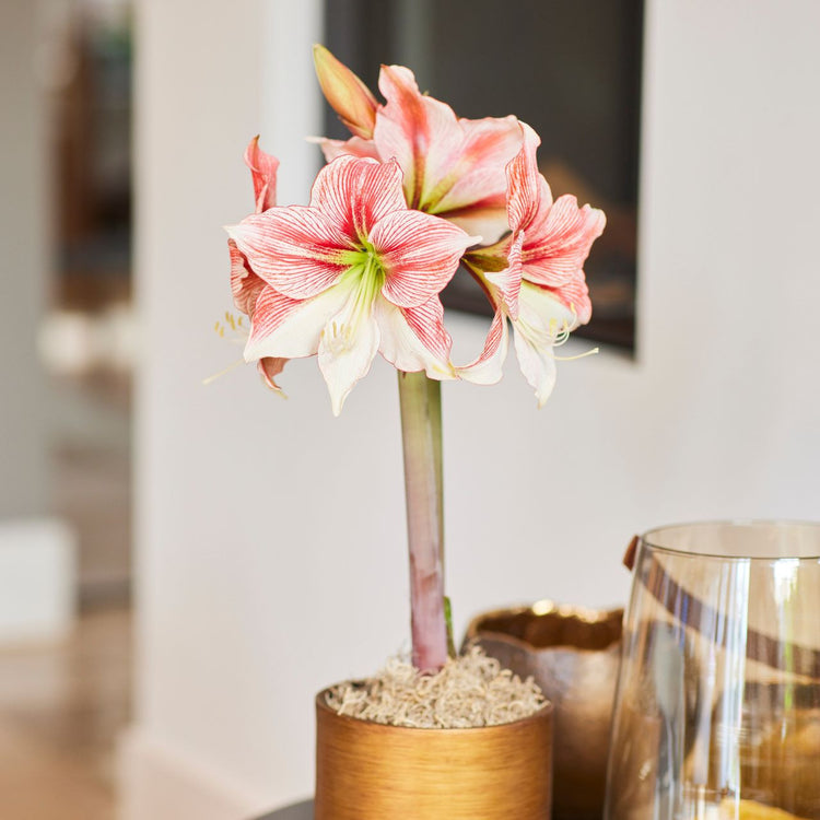 Amaryllis Single Glee