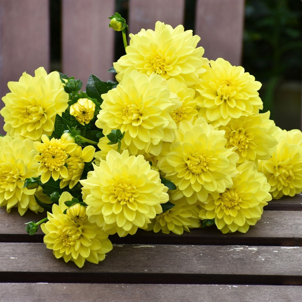 Dahlia Decorative Sun Lady - 2 tuber clumps - Longfield Gardens