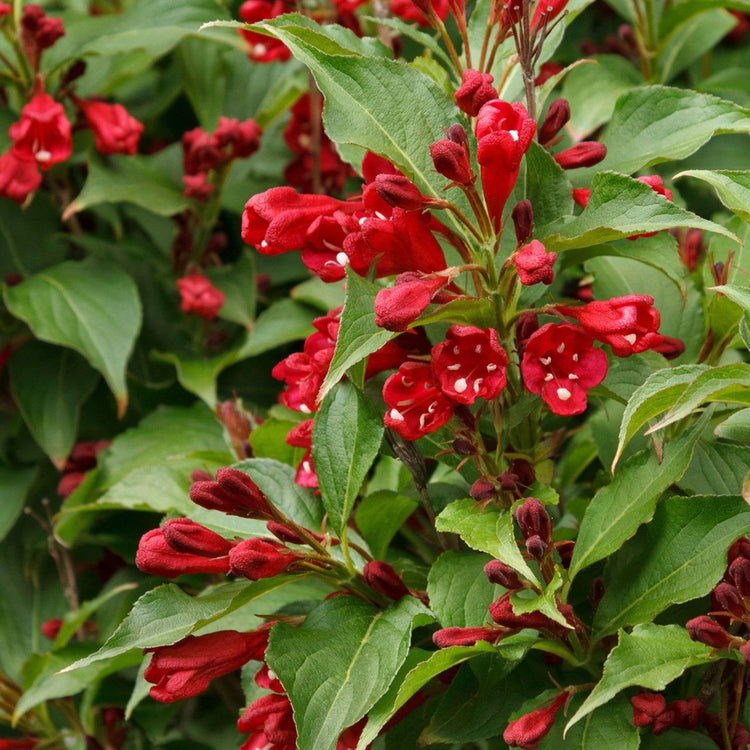 Close up of the flowers of Weigela florida Red Prince.