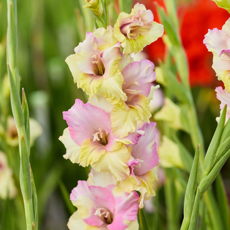 The flowers of pale yellow and pink Mon Amour gladiolus, blooming in a summer flower garden.