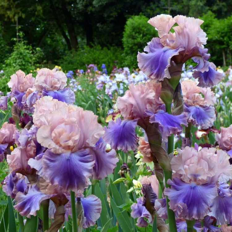 An early summer flower garden featuring the ruffled, pink and lavender-purple flowers of tall bearded iris Florentine Silk.