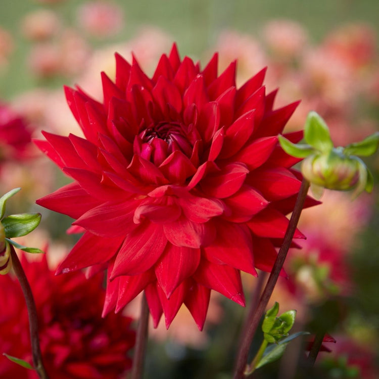 Dahlia Cactus Wittemans Best