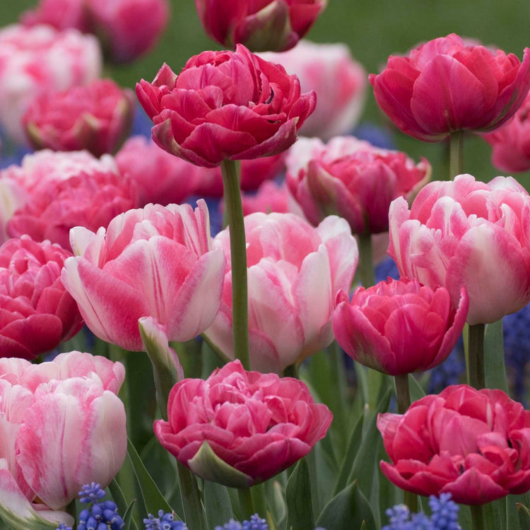 Two varieties of double late tulips, featuring the dark pink flowers of Aveyron and the light pink blooms of Finola.