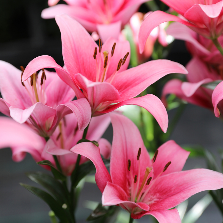 Lily Asiatic Sylt (Fall)