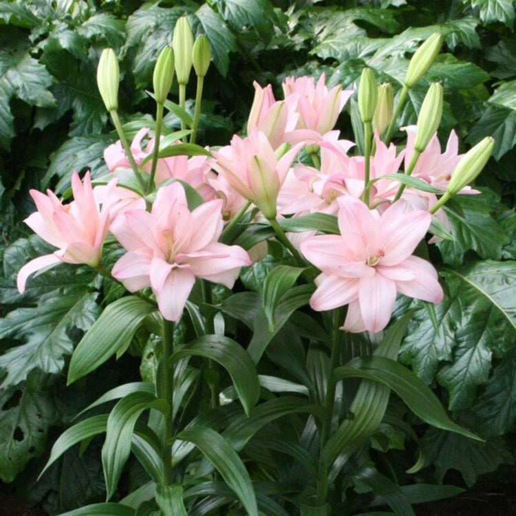 Lily Double Asiatic Bentley (Spring)