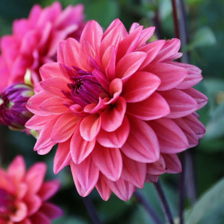 Dahlia American Dawn in a garden setting, showing the flower's unique, coral-pink color with violet undertones.