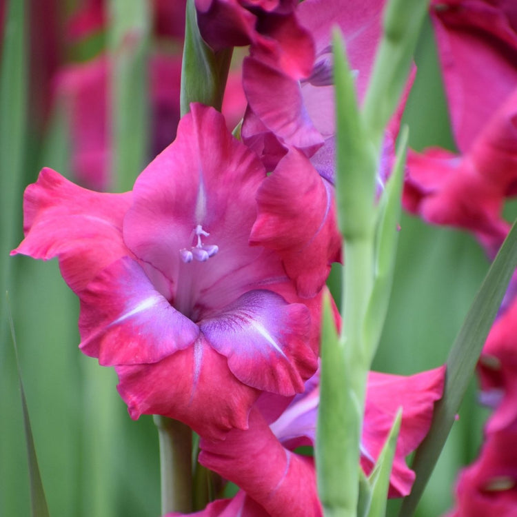 Gladiolus Lumiere