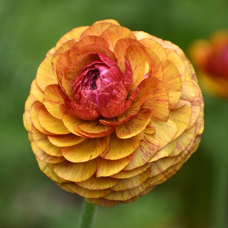 Ranunculus Aviv Picotee Cafe (Spring)