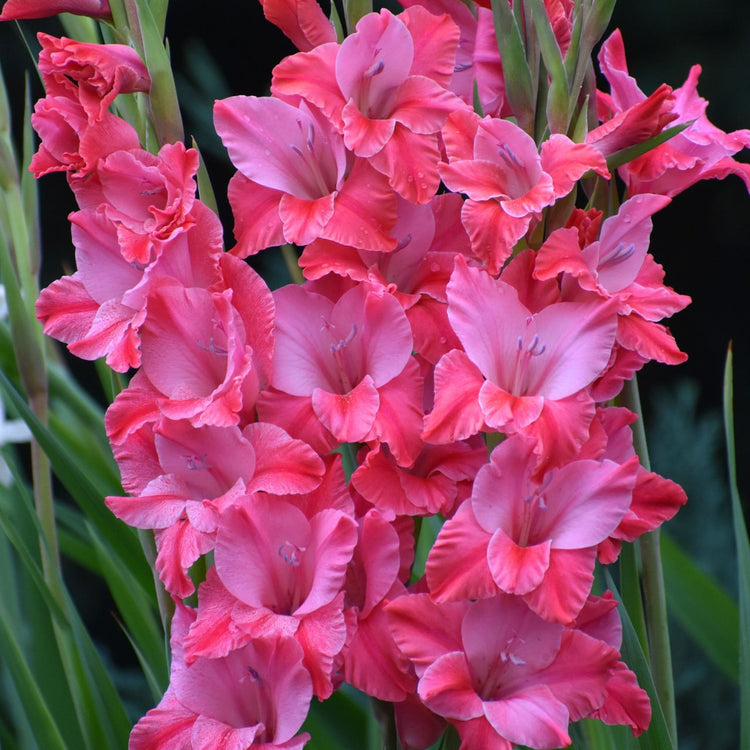 Gladiolus Large Flowering Titanic