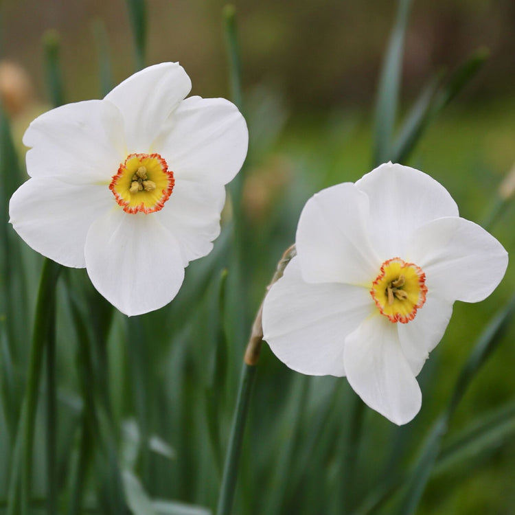 Daffodil Poeticus Actaea