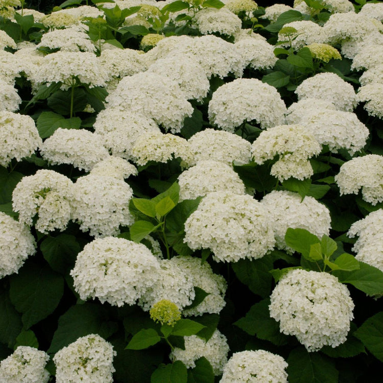 The creamy white flowers of Hydrangea arborescens Annabelle.