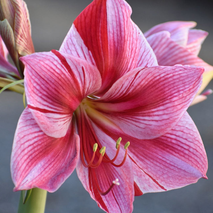 The flower of amaryllis Gervase