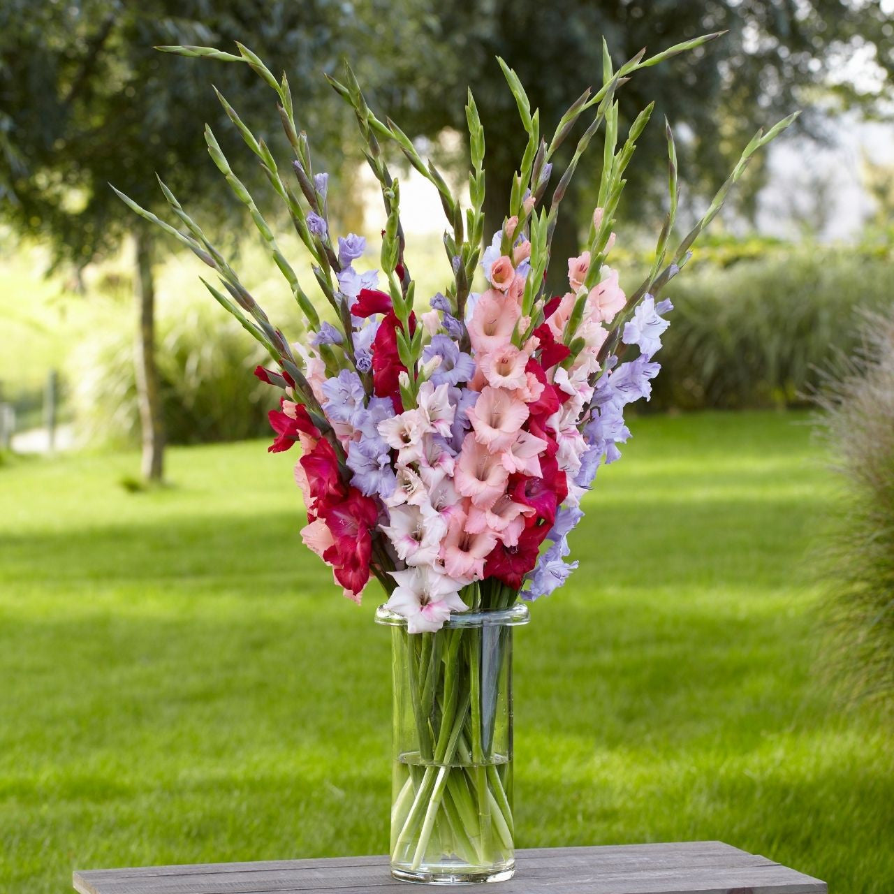 Gladiolus Pixie Dust Mix - 50 corms - Longfield Gardens