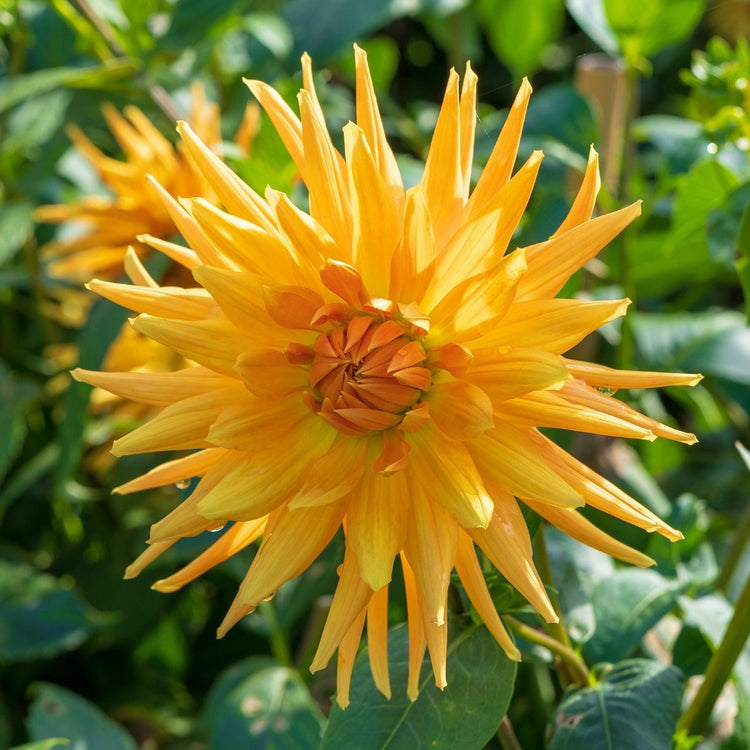 Dahlia Semi-Cactus Gold Crown