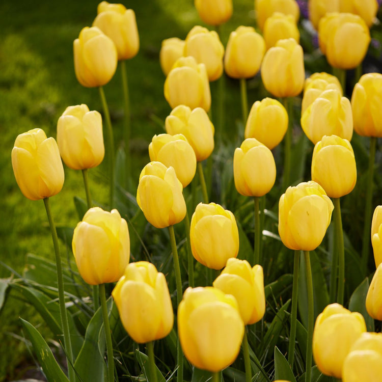 Tulip Darwin Hybrid Novi Sun