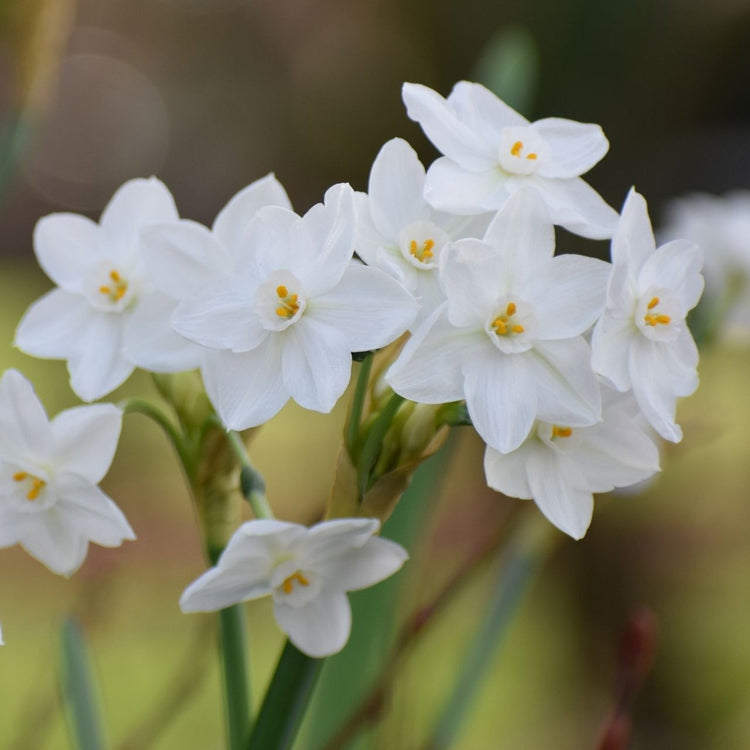 Daffodil Tazetta Nir Paperwhites