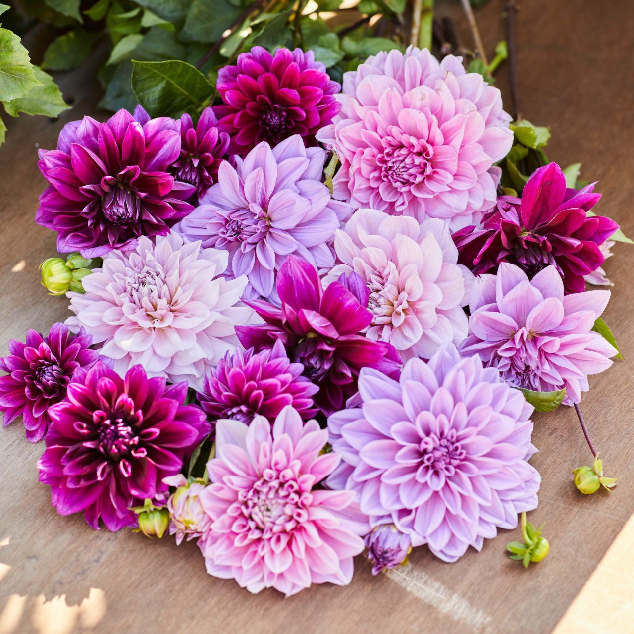 Dahlia Dinnerplate Berry Spritz Collection - 6 tuber clumps