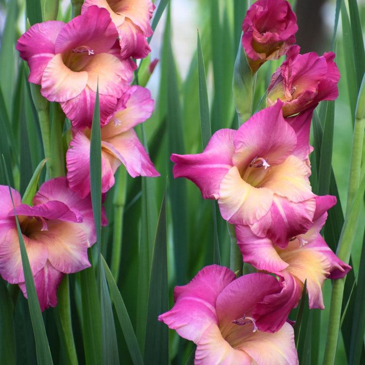 Gladiolus Large Flowering Ted's Favorite