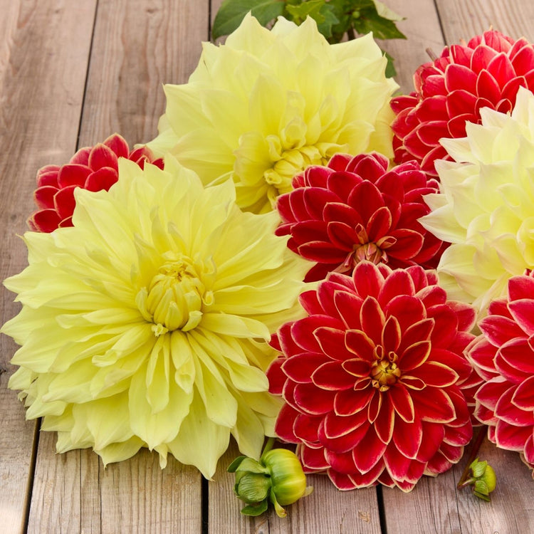 Dahlia Assorted Kelvin Floodlight & Maxime