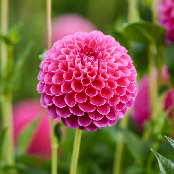 Dahlia Ball Jowey Frambo - 2 tuber clumps - Longfield Gardens