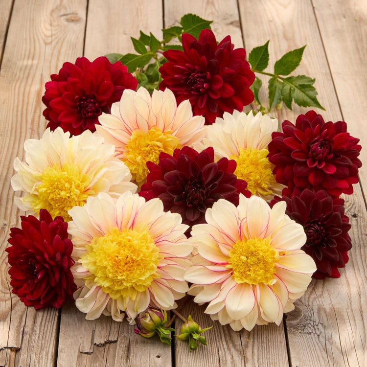 Dahlia Assorted Polka & Arabian Night