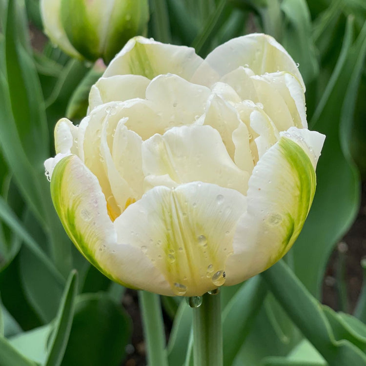 Tulip Double Late Mount Tacoma
