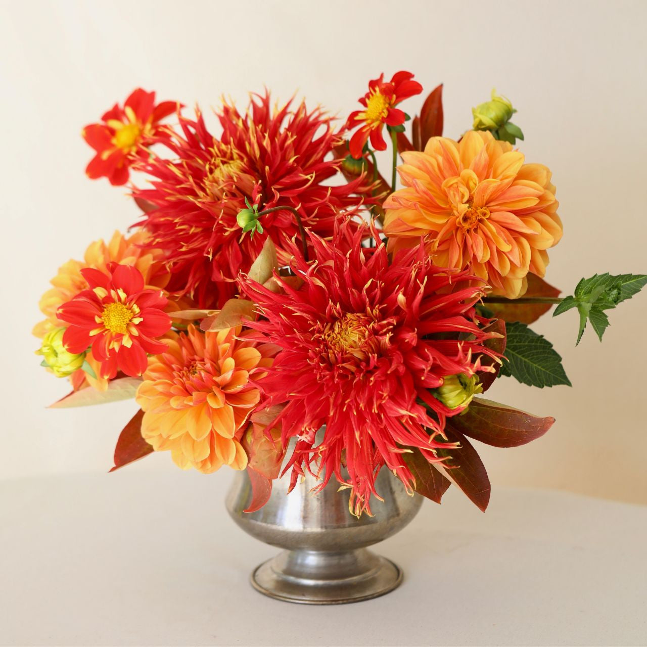 Dahlia Assorted Flirty Fleurs Rio Collection 6 tuber clumps