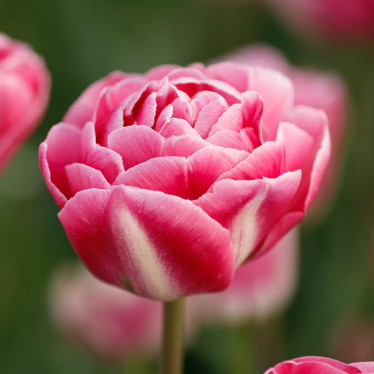 Tulip Double Late Vogue