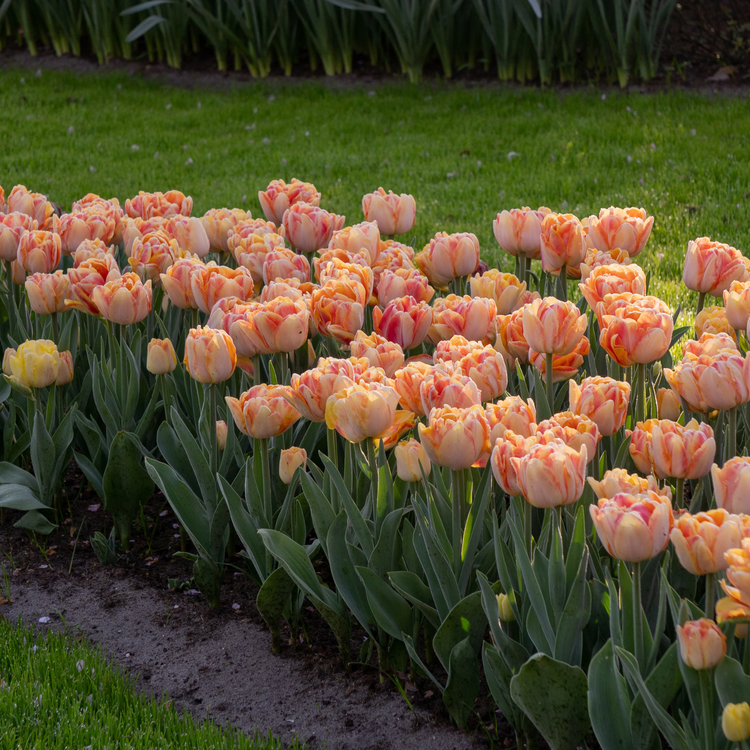 Tulip Double Early Foxy Foxtrot