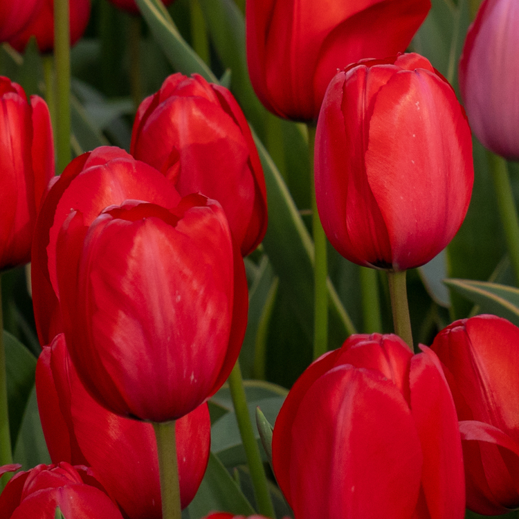 Tulip Darwin Hybrid Red Impression - Bulk Offer