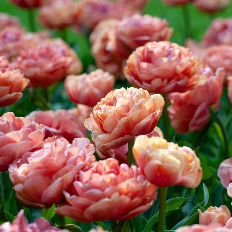 Tulip Double Late Copper Image
